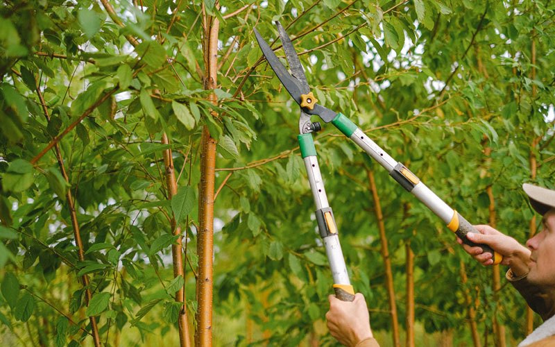 Tree trimming in Swan Valley, ID