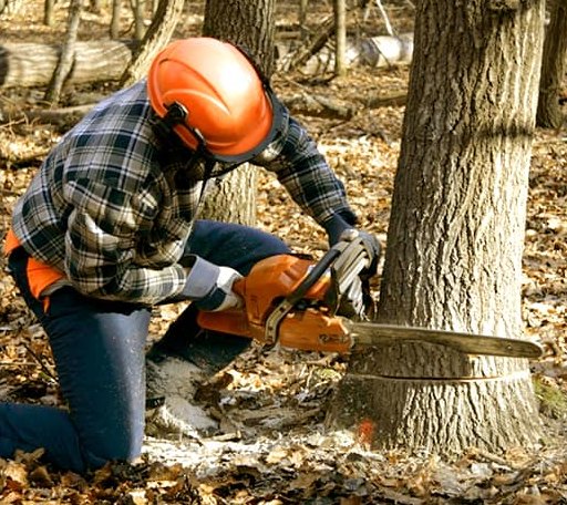Tree Removal in Swan Valley, ID